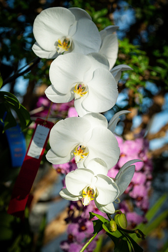 Vibrant color flowers of Orchids, closup look