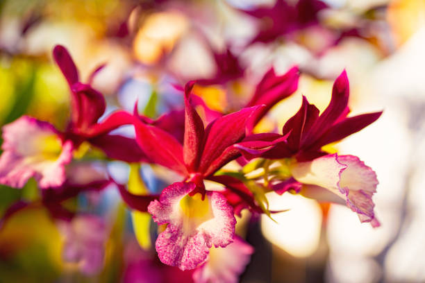 Vibrant colored Orchid flowers closeup