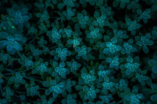 Photo of Succulent plants closeup