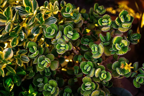 Photo of Succulent plants closeup