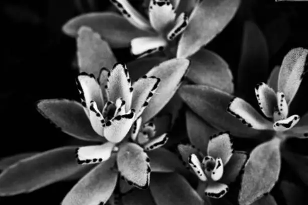 Photo of Succulent plants closeup