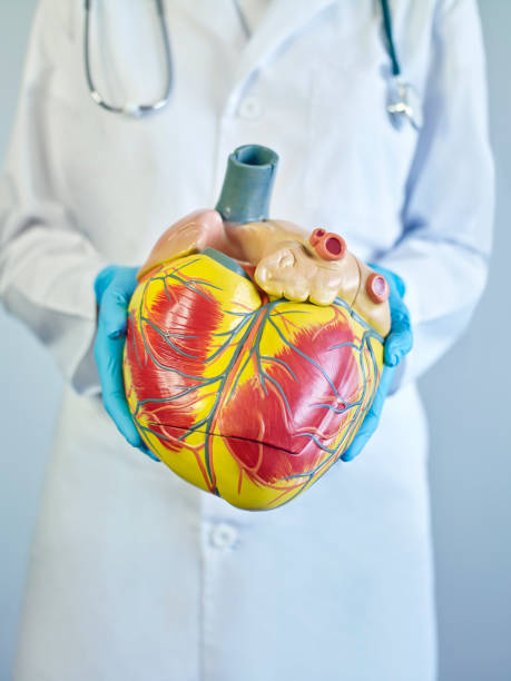 90+ Doctor Holding Anatomical Model Of Human Heart Stock Photos ...