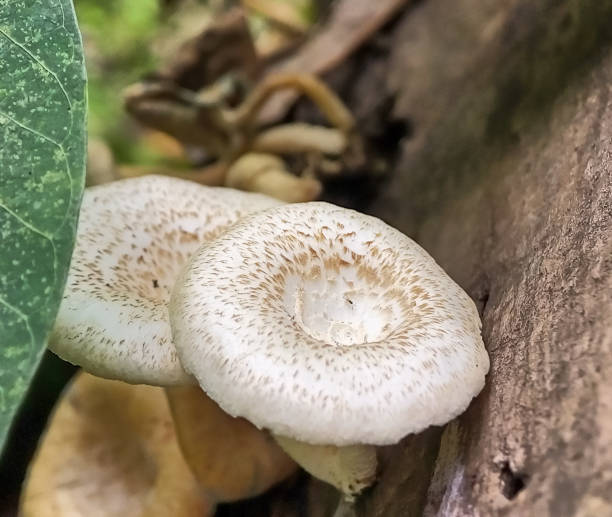 istock Close up white mushroom Lentinus tigrinus 1471795501
