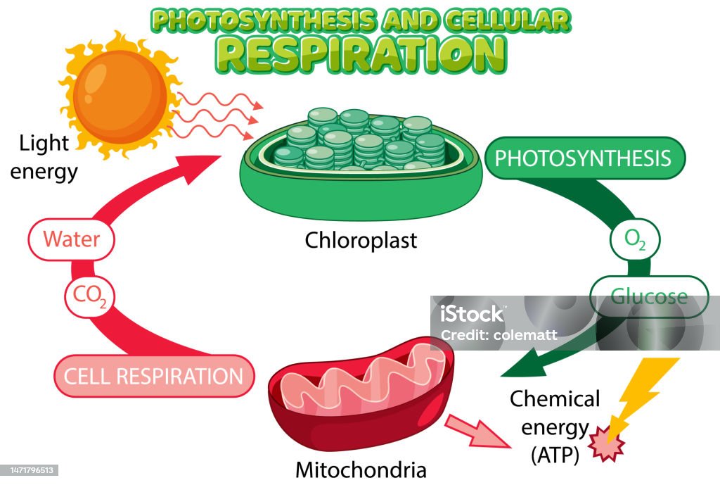 Photosynthesis And Cellular Respiration Diagram Stock Illustration photosynthesis-and-cellular-respiration-diagram-stock-illustration