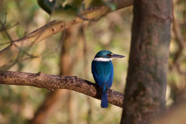 istock a bird sits on a branch 1471796725