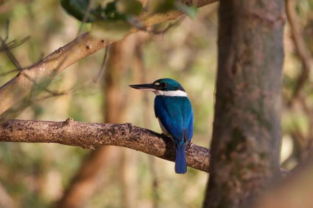 istock a bird sits on a branch 1471796787