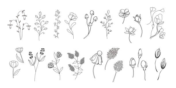 zestaw ilustracji botanicznych, dzikie kwiaty, dzikie liście, botaniczny, wektor png - single flower stock illustrations