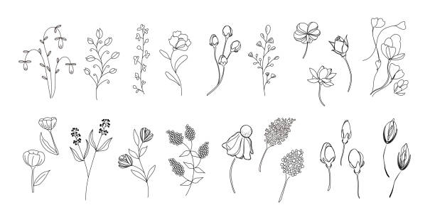 набор ботанических иллюстраций, полевые цветы, дикие листья, ботанические, png-vector - один цветок stock illustrations