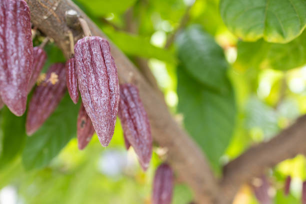 istock Cacao Tree (Theobroma cacao). Organic cocoa fruit pods in nature. 1471799721