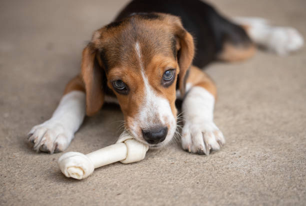 istock small cute beagle puppy dog looking up 1471800659