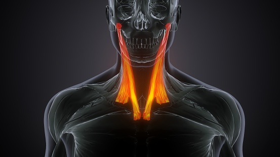 It arises from the lower half of the nuchal ligament, from the spinous process of the seventh cervical vertebra, and from the spinous processes of the upper three or four thoracic vertebrae.