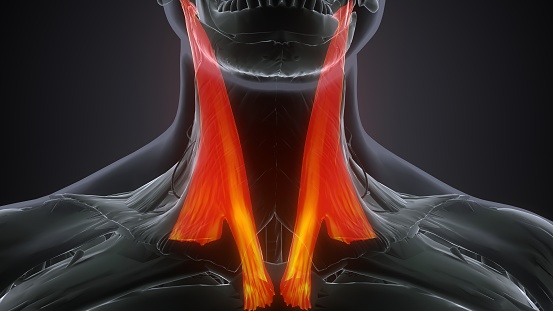 It arises from the lower half of the nuchal ligament, from the spinous process of the seventh cervical vertebra, and from the spinous processes of the upper three or four thoracic vertebrae.