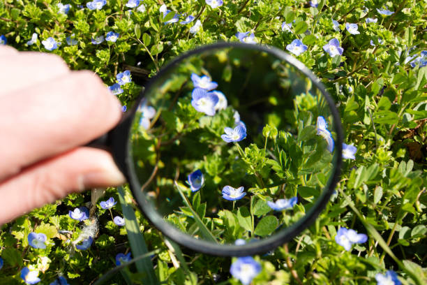 istock Looking at a small blue flower with a magnifying glass 1471806087