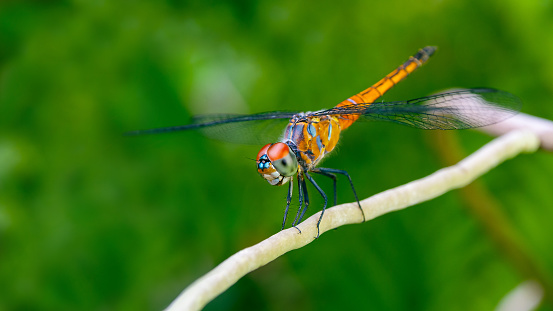 Close up of dragon fly. a dragonfly rests on a plant.