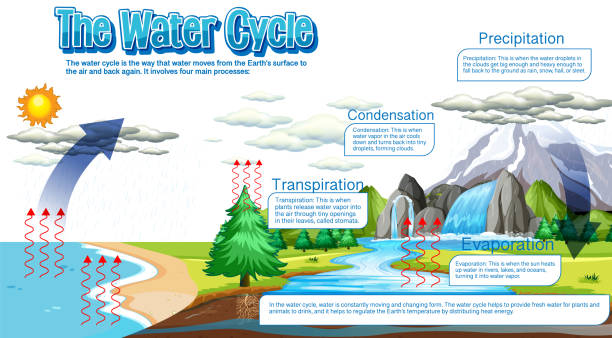 stockillustraties, clipart, cartoons en iconen met the water cycle diagram for science education - waterkringloop