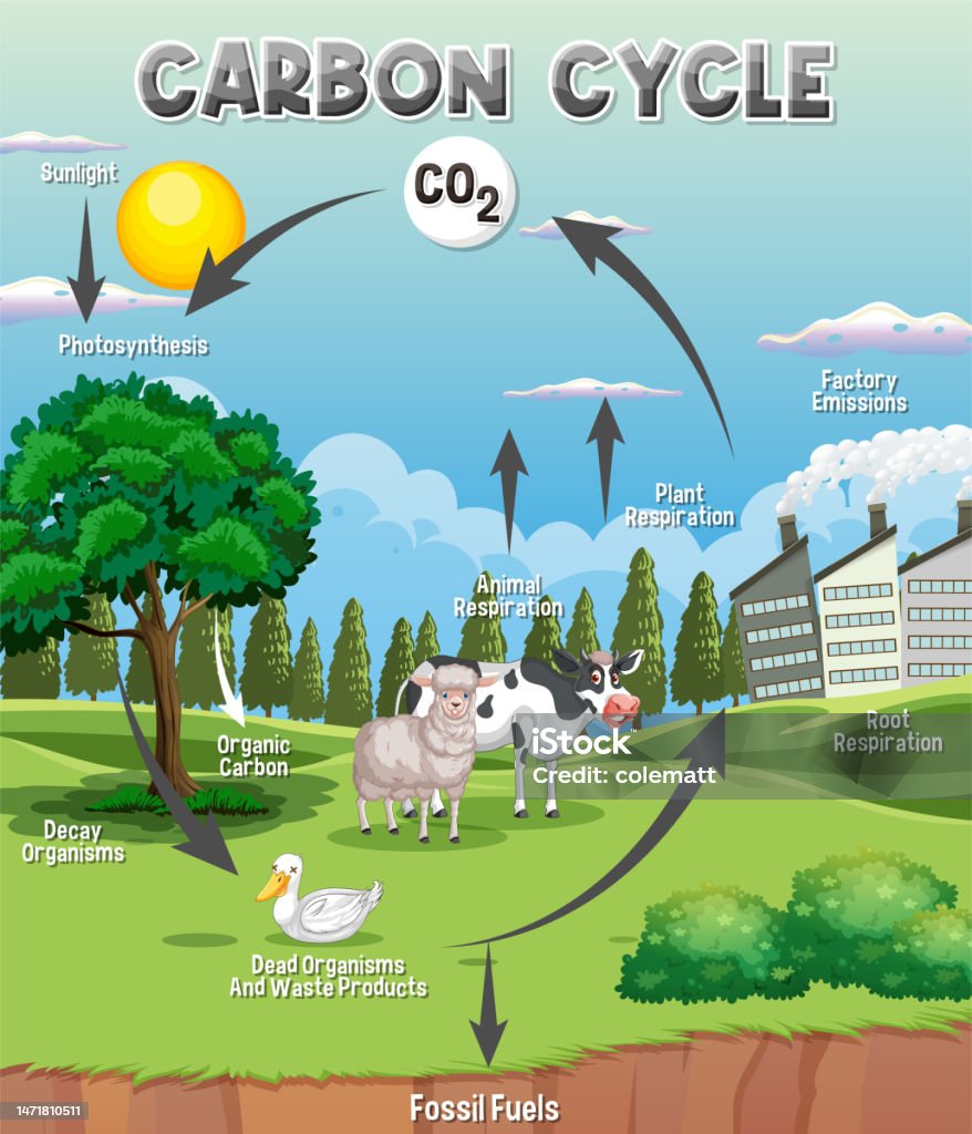 Carbon Cycle Diagram For Science Education Stock Illustration