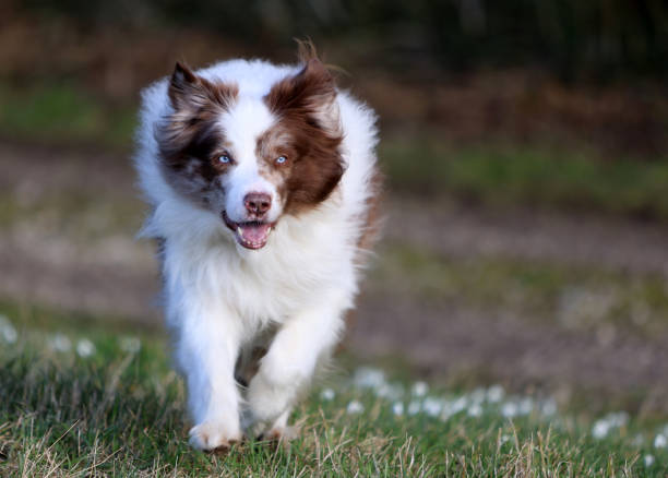 눈에 띄는 하늘색 눈을 가진 사랑스러운 갈색과 흰색 멀 보더콜리 수컷 개가 카메라를 향해 달려가고 있습니다. - sheepdog dog sheep border collie 뉴스 사진 이미지