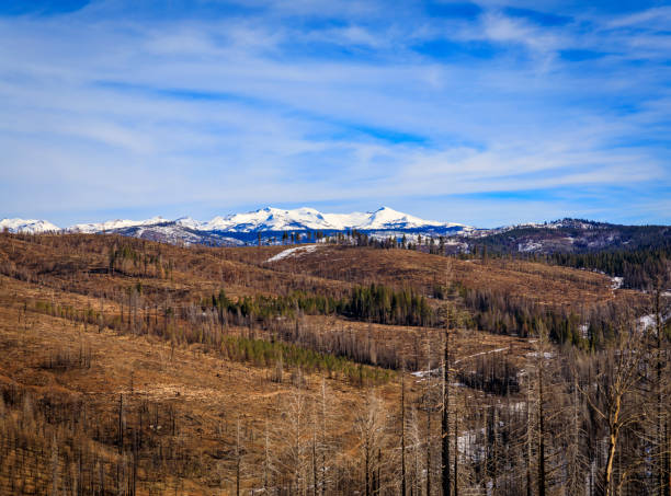 istock Trees and snow covered earth scorched by Caldor Fire, Sierra Nevada, California 1471816340