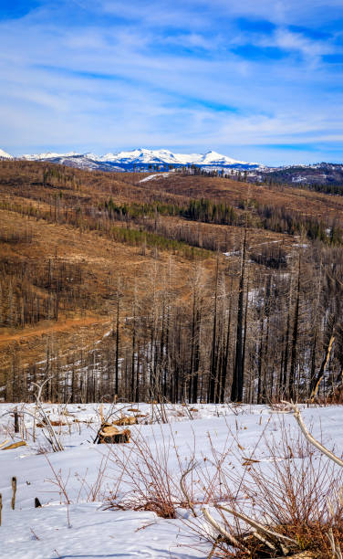 istock Trees and snow covered earth scorched by Caldor Fire, Sierra Nevada, California 1471816349