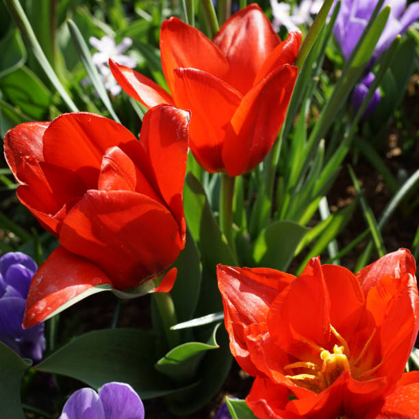 istock Tulips and crocuses, red and blue 1471816499
