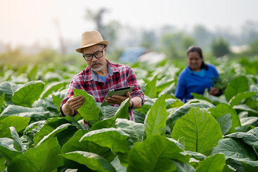 elderly male farmer Asians checking the quality of tobacco leaves in a tobacco plantation in Thailand.