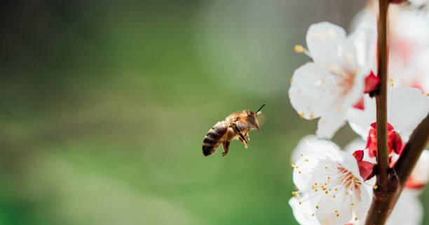 istock Branches of blossoming cherry and bee macro with soft focus 1471818554