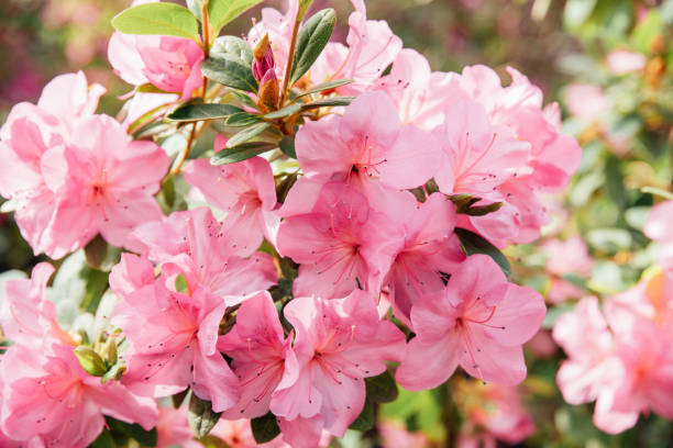 istock Blooming pink azalea flowers close up nature spring background. 1471818683