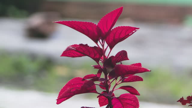 Solenostemon Redhead (Coleus) plant with red leaves swaying in the wind