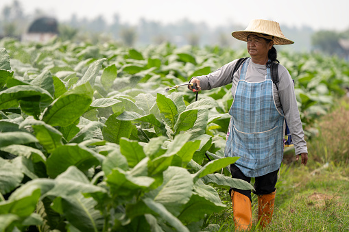 Elderly female farmer spraying biological medicine on tobacco leaves in a tobacco plantation, Thailand