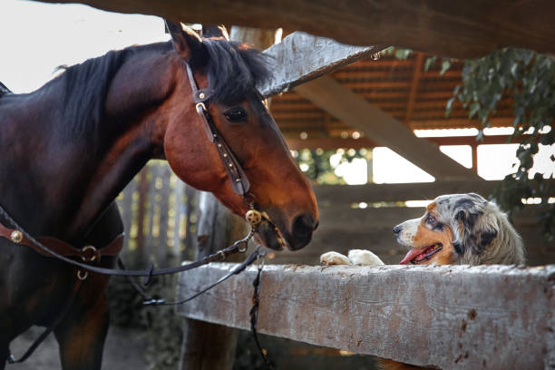 istock dog and a brown horse 1471819954