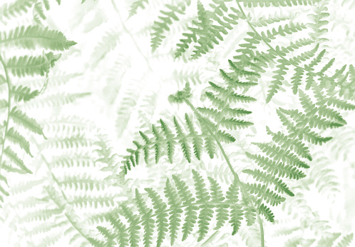 Green ferns photo image transformed in an illustration.