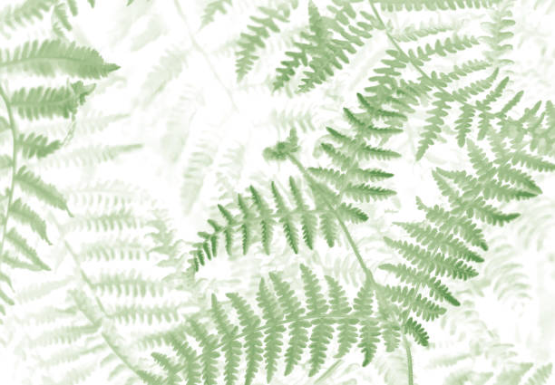 Ferns print on white background. vector art illustration