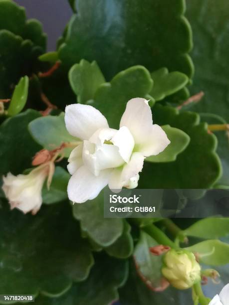 White Kalanchoe Stock Photo - Download Image Now - Abstract, Beauty, Blossom