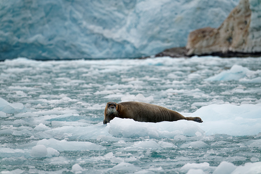 a seal rests on an iceberg near the front of a tidewater glacier on the island of Spitzbergen, Svalbard
