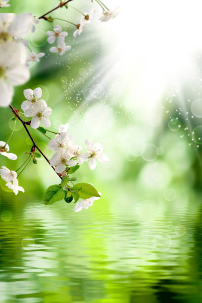 istock beautiful flowers on abstract blurred green background 1471821163