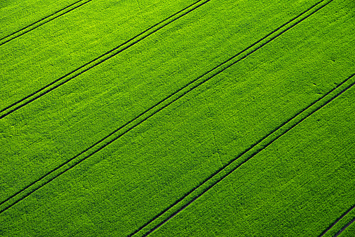 Green country field with row lines, top view, aerial drone photo.
