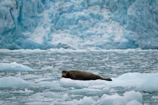 group of seals and sea lions, Beagle Channel, Ushuaia, Argentina, Patagonia