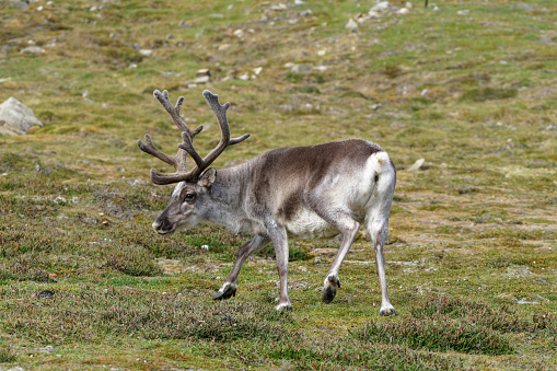 Reindeer rest and feed on the island of Spitzbergen, Svalbard