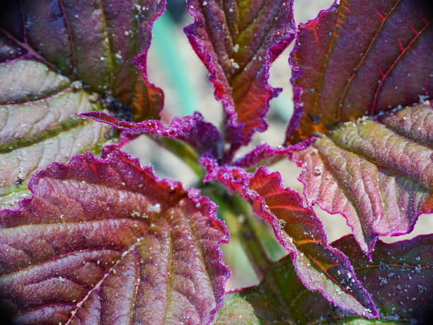 close up da bela folha da planta de amaranto (amaranthus cruentus). com cores vermelho, roxo, marrom e rosa - amaranthus cruentus - fotografias e filmes do acervo