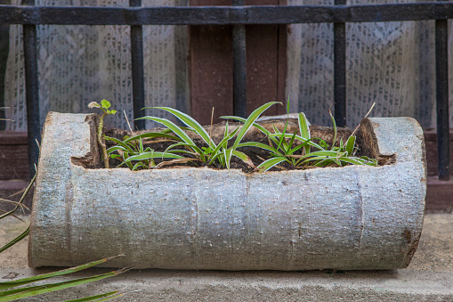 Planter made by hollowing out a trunk