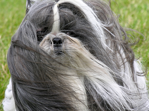 Grey and white Shih Tzu dog with long hair blowing in the wind.