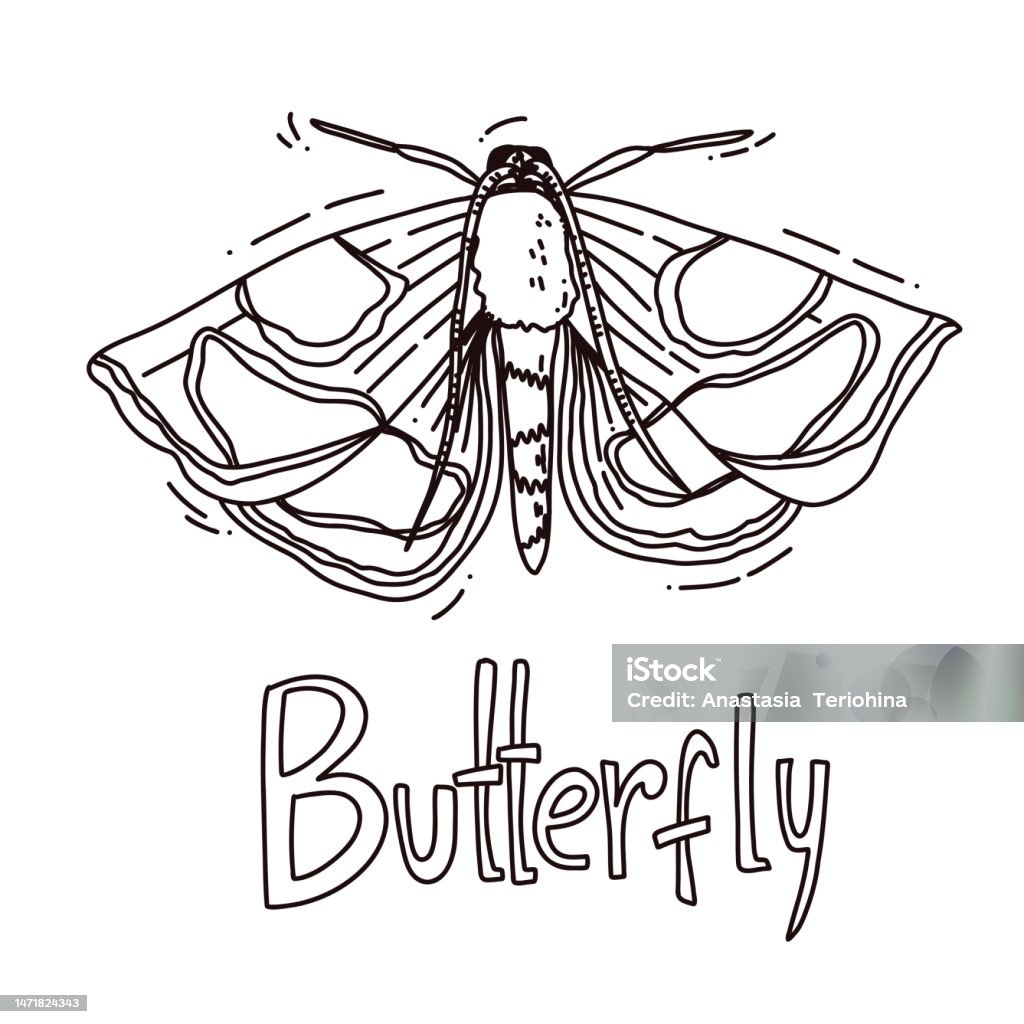 Hand Drawn Butterfly Outline Vector Illustration Stock ...