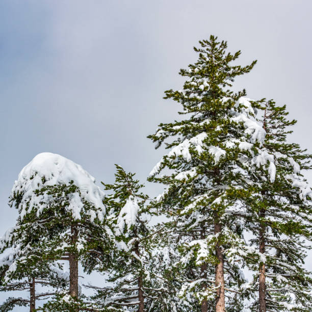 paysages de montagne en Corse du sud sous la neige