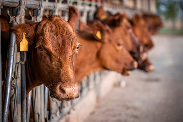 istock Bovine farm and group of Angus cows inside cowshed. 1471824756