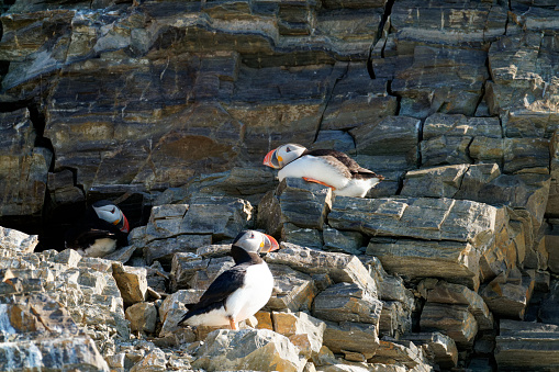 Puffins nest on cliffs of Spitzbergen Island, Svalbard