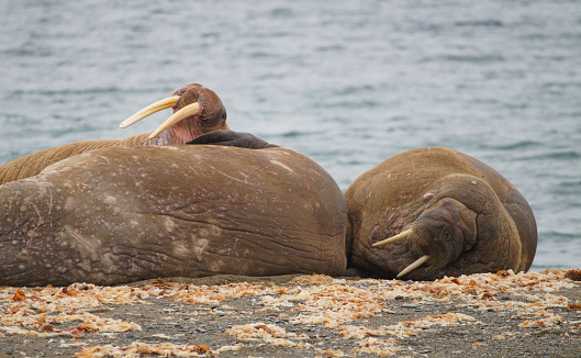 Walrus rest on a beach of the island Spitzbergen, Svalbard