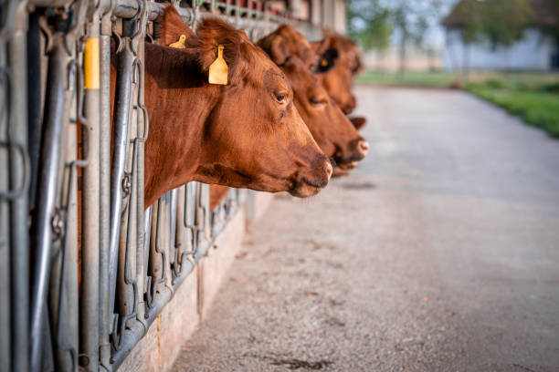 istock Angus cattle farm and domestic animals husbandry. 1471825498