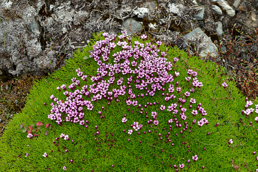 Arctic spring in south Spitsbergen. Around the fjord Hornsund.