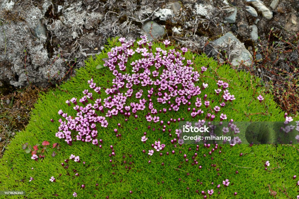 Moss campion plants grow in the arctic Spitsbergen Stock Photo