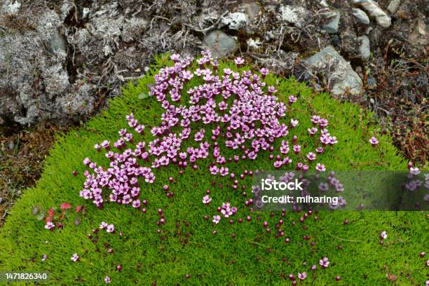 Moss Campion Stock Photo - Download Image Now - Spitsbergen, Summer, Arctic